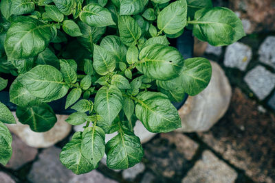 High angle view of leaves