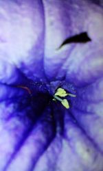 Close-up of water drops on flower