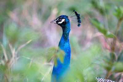 Close-up of a peacock