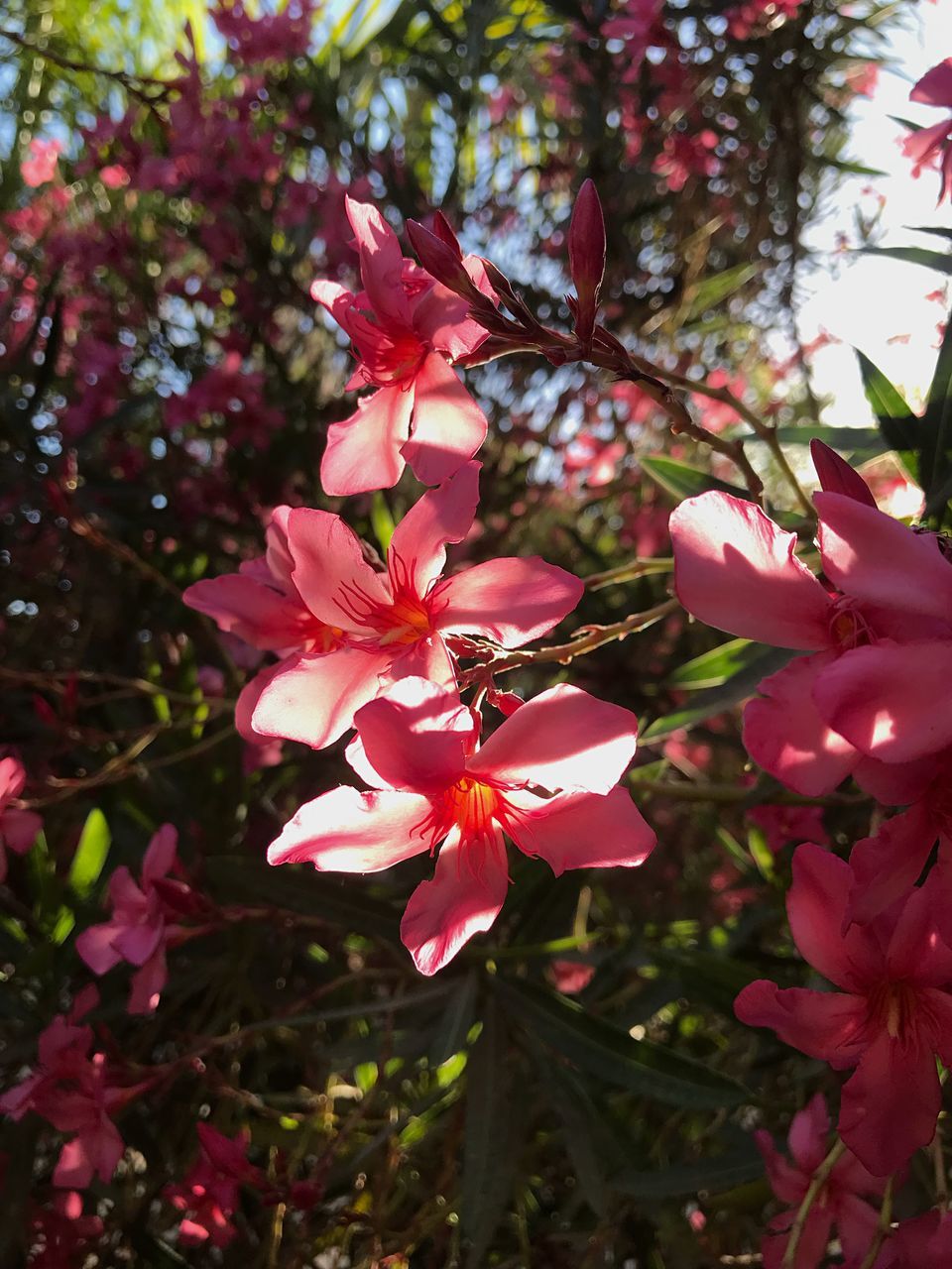 CLOSE-UP OF PINK CHERRY BLOSSOM