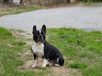 Portrait of dog sitting on field