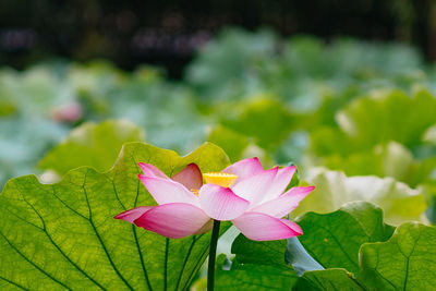 Close-up of pink lotus water lily