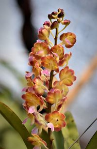 Close-up of yellow flowering plant