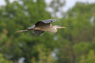 Low angle view of great blue heron flying against trees