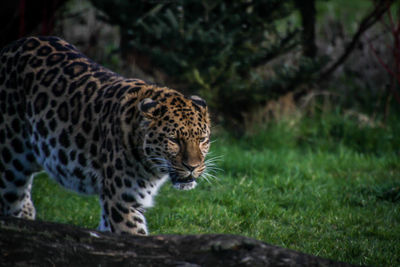 Close-up of tiger