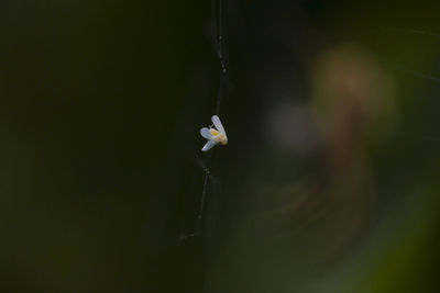 Close-up of plant