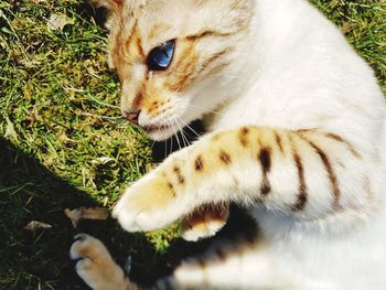 High angle view of cat looking away