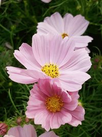 Close-up of pink cosmos flower