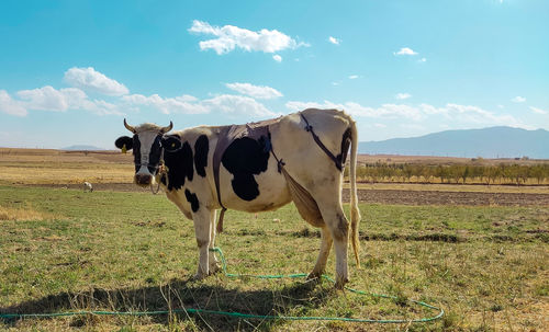 Cow standing in a field