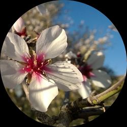 Close-up of cherry blossom