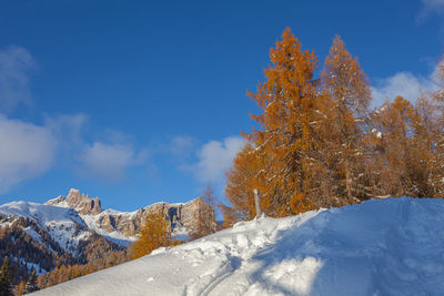 Autumn colored larches at sunset with croda da lago peaks background, dolomites, italy