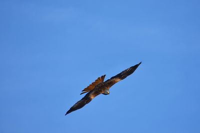 Low angle view of red kite flying against blue sky 