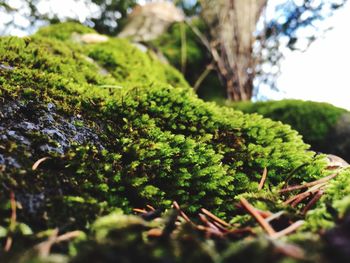 Close-up of plants growing on tree