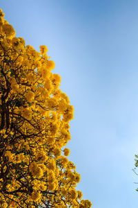 Low angle view of yellow flowering plants against clear sky