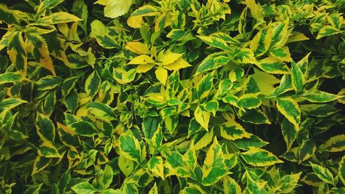 Full frame shot of plants