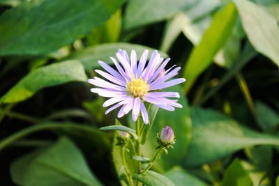 Close-up of purple flowering plant