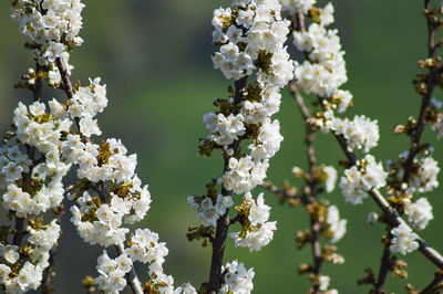 Close-up of white flowering plant