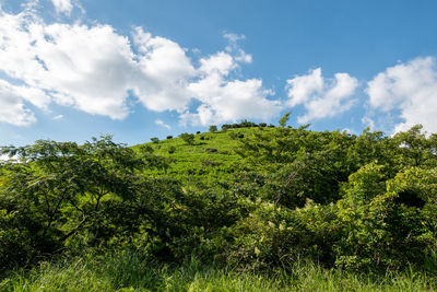 Plants growing on land against sky