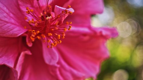 Close-up of pink flower blooming in park