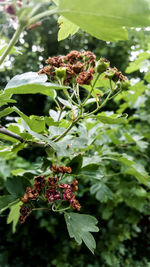 Close-up of red berries on plant