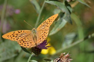 Close-up of butterfly pollinating on flower