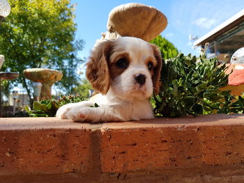 Close-up of dog against trees