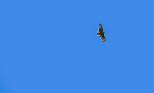 Low angle view of hawk flying against clear blue sky