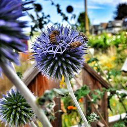 Close-up of dandelion