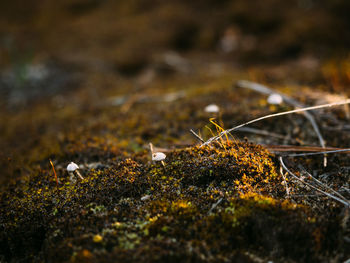 Close-up of plants growing on field