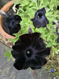 Close-up of bumblebee on flower