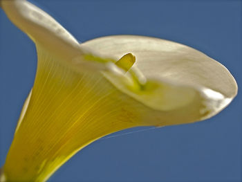 Close-up of yellow flower against clear sky