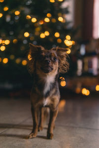 Portrait of dog looking at illuminated camera at night