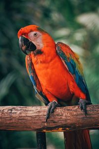Close-up of parrot perching on wood