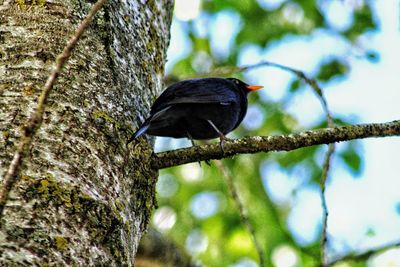 Low angle view of bird perching on tree against sky