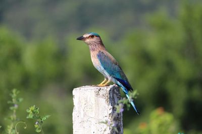 Close-up of bird perching on wooden post