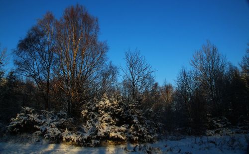 Bare trees in forest against clear blue sky