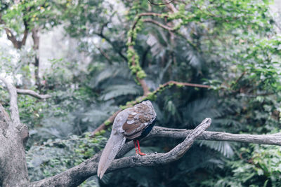 Close-up of lizard on tree trunk in forest