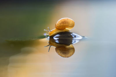 Close-up of insect on rock