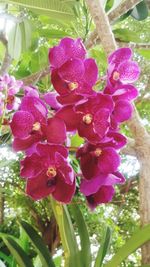 Close-up of flowers blooming on tree