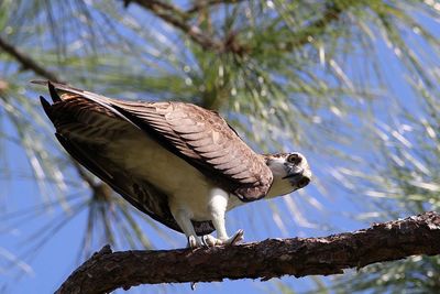 Low angle view of eagle perching on branch