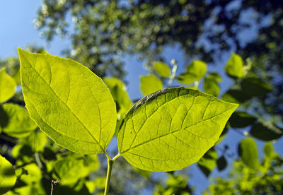 Twins fresh green leaves front of blue sky