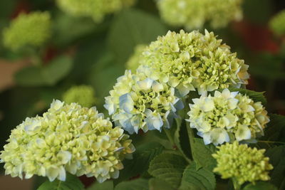 Close-up of white flowering plant