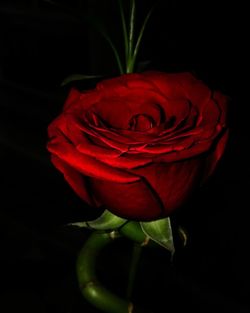 Close-up of red rose against black background