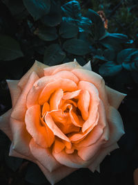 Close-up of rose flower