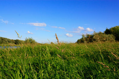 Scenic view of grassy field against blue sky