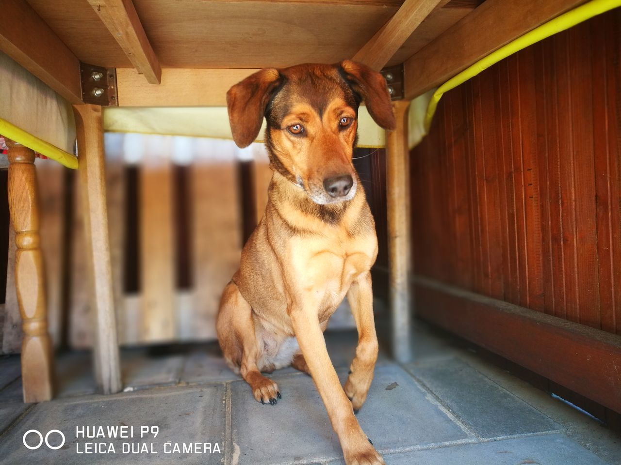 one animal, mammal, canine, dog, domestic animals, domestic, pets, vertebrate, portrait, brown, looking at camera, no people, focus on foreground, looking, day, indoors, standing