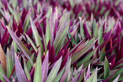 Full frame shot of succulent plant