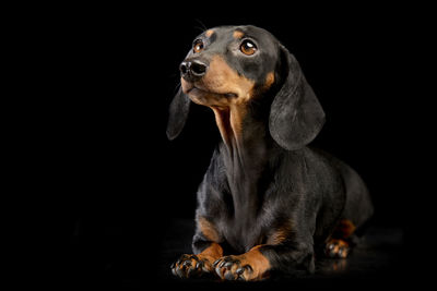 Close-up of dog against black background