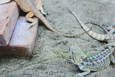 High angle view of lizard on sand