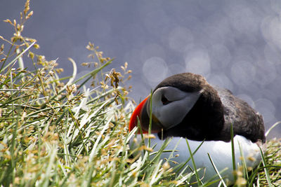 Close-up of bird perching on plant